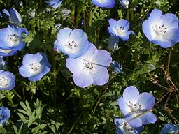 Nemophila_menziesii