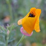 Native bee sleeping in a California poppy.