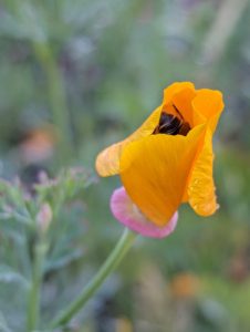 Native bee sleeping in a California poppy.