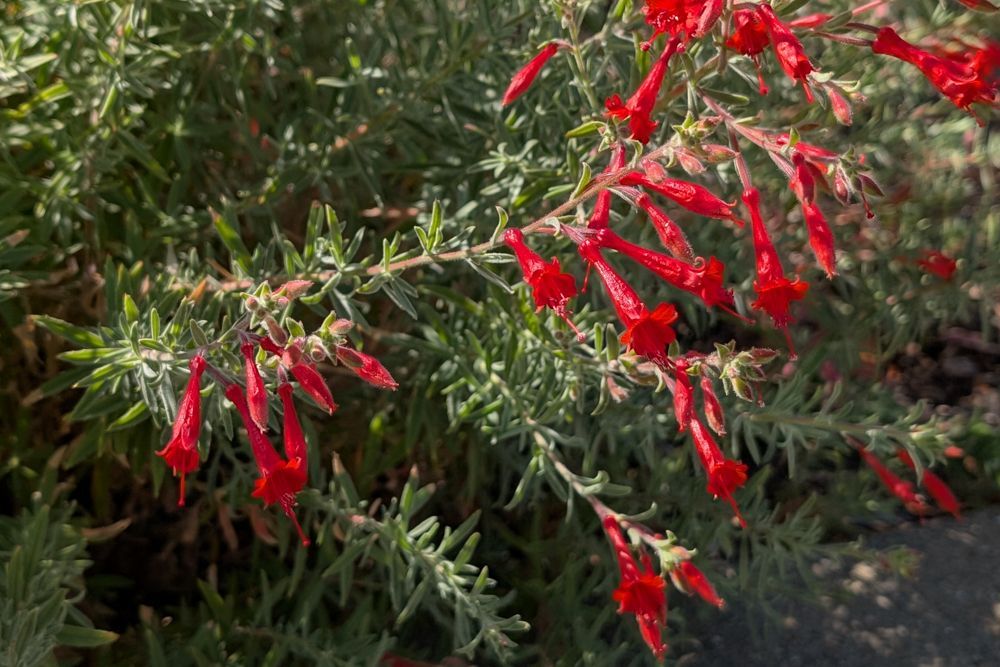 California Fuchsia