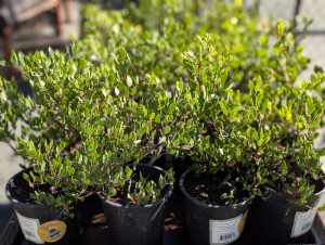 Manzanita plants for sale