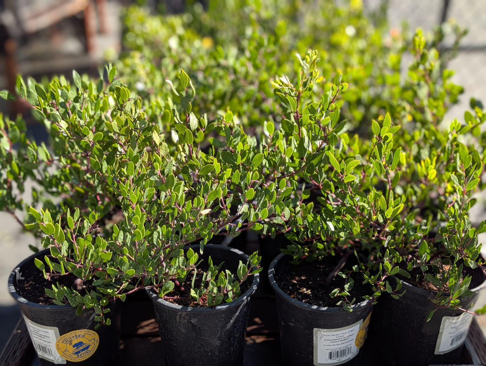 Manzanita plants for sale