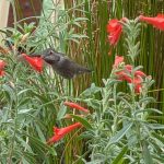 hummingbird with flowers