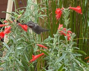 hummingbird with flowers