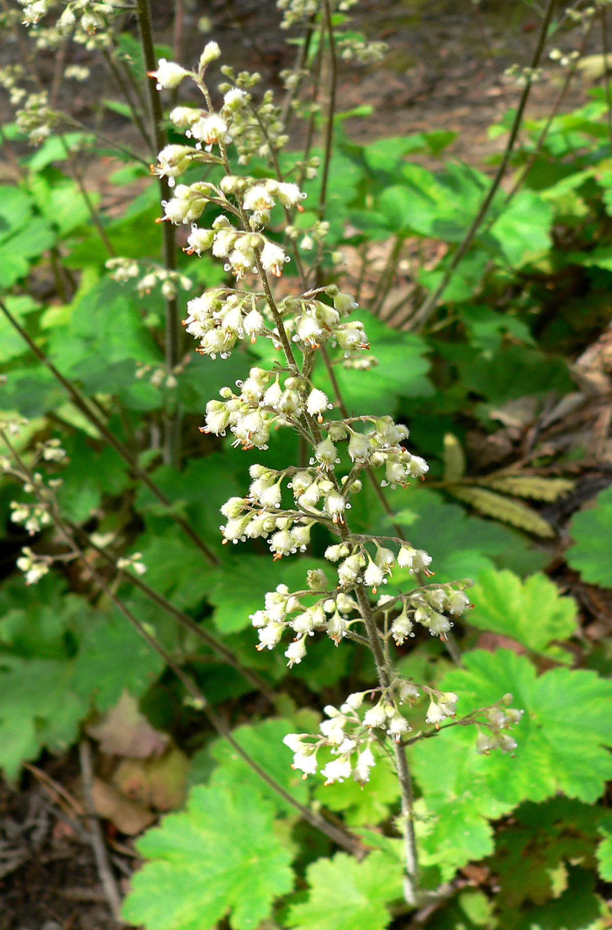 Heuchera maxima