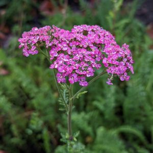 Island Pink Yarrow