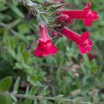 Island Snapdragon