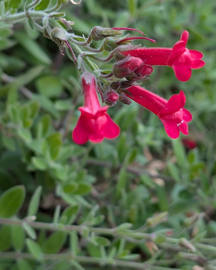 Island Snapdragon