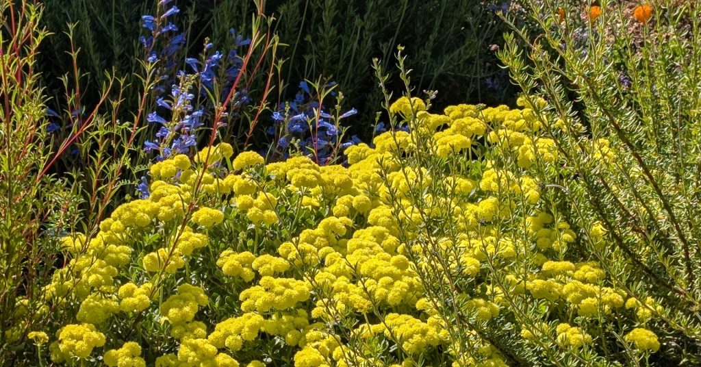 Shasta Sulfur Buckwheat