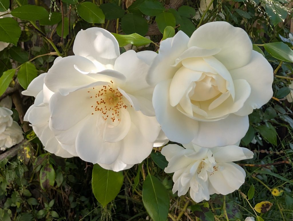 Climbing Iceberg rose