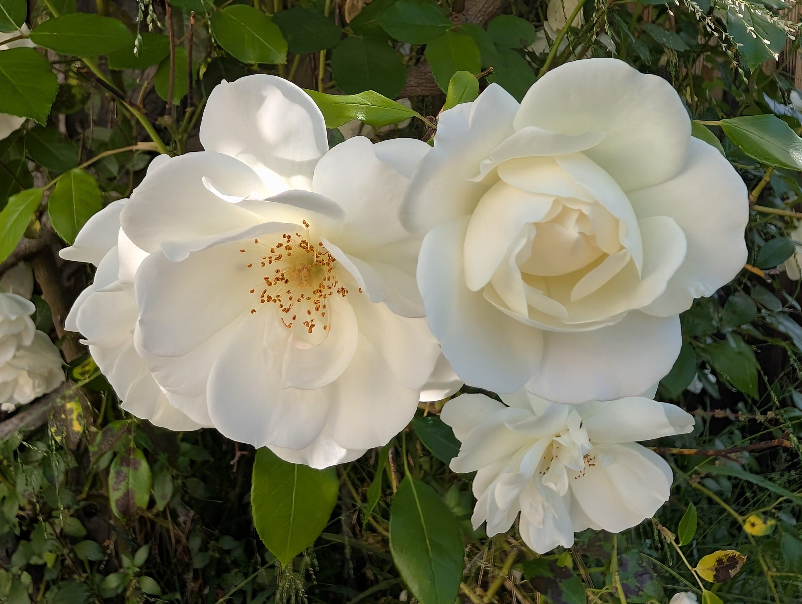 Climbing Iceberg rose