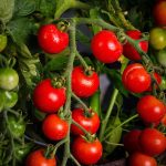 red cherry tomatoes