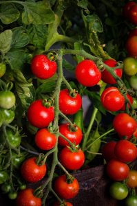 red cherry tomatoes