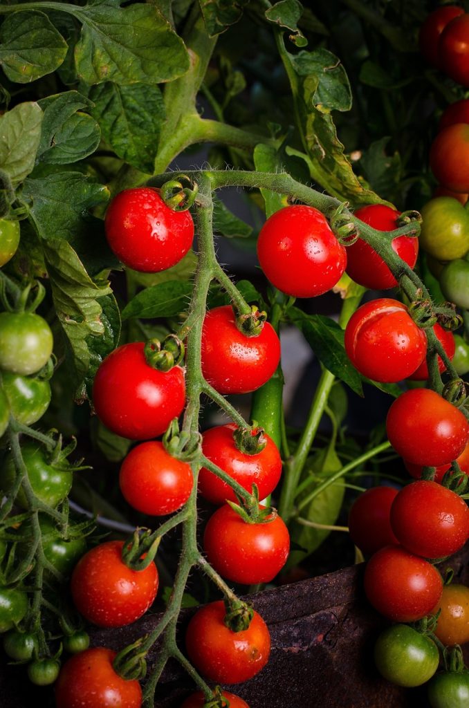 red cherry tomatoes